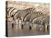 Burchell's Zebra (Equus Burchellii), Etosha National Park, Namibia, Africa-Sergio Pitamitz-Stretched Canvas