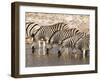 Burchell's Zebra (Equus Burchellii), Etosha National Park, Namibia, Africa-Sergio Pitamitz-Framed Photographic Print