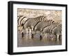 Burchell's Zebra (Equus Burchellii), Etosha National Park, Namibia, Africa-Sergio Pitamitz-Framed Photographic Print