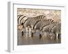 Burchell's Zebra (Equus Burchellii), Etosha National Park, Namibia, Africa-Sergio Pitamitz-Framed Photographic Print