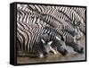 Burchell's Zebra (Equus Burchellii), Etosha National Park, Namibia, Africa-Sergio Pitamitz-Framed Stretched Canvas