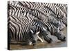 Burchell's Zebra (Equus Burchellii), Etosha National Park, Namibia, Africa-Sergio Pitamitz-Stretched Canvas