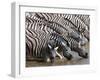 Burchell's Zebra (Equus Burchellii), Etosha National Park, Namibia, Africa-Sergio Pitamitz-Framed Photographic Print