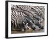 Burchell's Zebra (Equus Burchellii), Etosha National Park, Namibia, Africa-Sergio Pitamitz-Framed Photographic Print