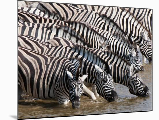 Burchell's Zebra (Equus Burchellii), Etosha National Park, Namibia, Africa-Sergio Pitamitz-Mounted Photographic Print