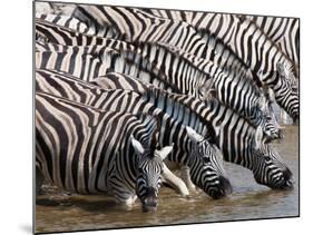 Burchell's Zebra (Equus Burchellii), Etosha National Park, Namibia, Africa-Sergio Pitamitz-Mounted Photographic Print