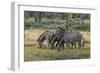 Burchell's zebra (Equus burchellii), Khwai Concession, Okavango Delta, Botswana, Africa-Sergio Pitamitz-Framed Photographic Print