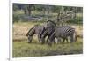 Burchell's zebra (Equus burchellii), Khwai Concession, Okavango Delta, Botswana, Africa-Sergio Pitamitz-Framed Photographic Print
