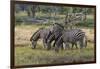 Burchell's zebra (Equus burchellii), Khwai Concession, Okavango Delta, Botswana, Africa-Sergio Pitamitz-Framed Photographic Print