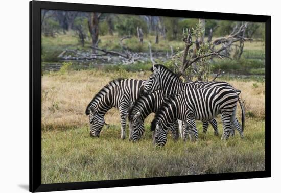 Burchell's zebra (Equus burchellii), Khwai Concession, Okavango Delta, Botswana, Africa-Sergio Pitamitz-Framed Photographic Print