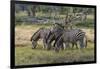 Burchell's zebra (Equus burchellii), Khwai Concession, Okavango Delta, Botswana, Africa-Sergio Pitamitz-Framed Photographic Print