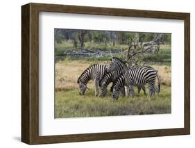 Burchell's zebra (Equus burchellii), Khwai Concession, Okavango Delta, Botswana, Africa-Sergio Pitamitz-Framed Photographic Print