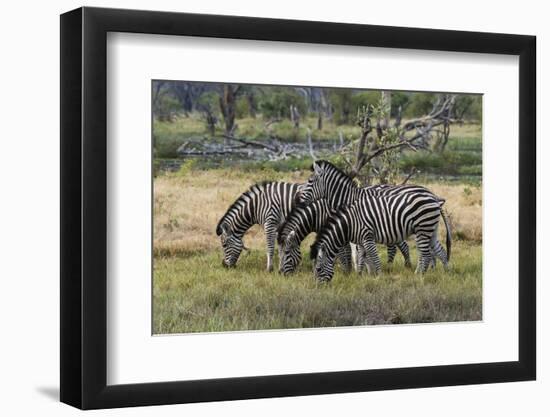 Burchell's zebra (Equus burchellii), Khwai Concession, Okavango Delta, Botswana, Africa-Sergio Pitamitz-Framed Photographic Print