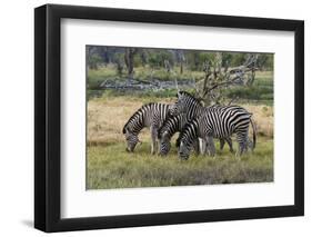 Burchell's zebra (Equus burchellii), Khwai Concession, Okavango Delta, Botswana, Africa-Sergio Pitamitz-Framed Photographic Print