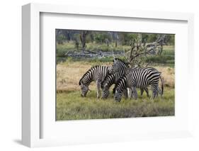 Burchell's zebra (Equus burchellii), Khwai Concession, Okavango Delta, Botswana, Africa-Sergio Pitamitz-Framed Photographic Print