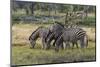 Burchell's zebra (Equus burchellii), Khwai Concession, Okavango Delta, Botswana, Africa-Sergio Pitamitz-Mounted Photographic Print