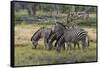 Burchell's zebra (Equus burchellii), Khwai Concession, Okavango Delta, Botswana, Africa-Sergio Pitamitz-Framed Stretched Canvas