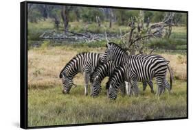 Burchell's zebra (Equus burchellii), Khwai Concession, Okavango Delta, Botswana, Africa-Sergio Pitamitz-Framed Stretched Canvas