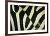 Burchell's Zebra (Equus burchellii) stripes, Botswana-Andrew Parkinson-Framed Photographic Print