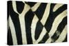 Burchell's Zebra (Equus burchellii) stripes, Botswana-Andrew Parkinson-Stretched Canvas