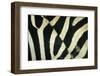 Burchell's Zebra (Equus burchellii) stripes, Botswana-Andrew Parkinson-Framed Photographic Print