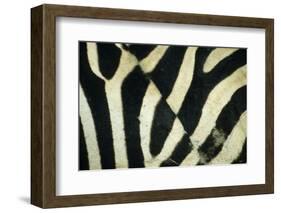 Burchell's Zebra (Equus burchellii) stripes, Botswana-Andrew Parkinson-Framed Photographic Print