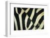 Burchell's Zebra (Equus burchellii) stripes, Botswana-Andrew Parkinson-Framed Photographic Print