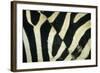 Burchell's Zebra (Equus burchellii) stripes, Botswana-Andrew Parkinson-Framed Photographic Print