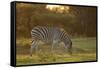 Burchell's Zebra (Equus quagga burchellii) adult, grazing at sunset, Chief's Island, Okavango Delta-Shem Compion-Framed Stretched Canvas