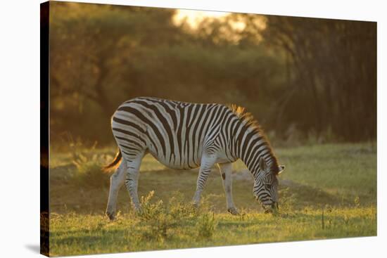 Burchell's Zebra (Equus quagga burchellii) adult, grazing at sunset, Chief's Island, Okavango Delta-Shem Compion-Stretched Canvas