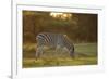 Burchell's Zebra (Equus quagga burchellii) adult, grazing at sunset, Chief's Island, Okavango Delta-Shem Compion-Framed Photographic Print