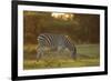 Burchell's Zebra (Equus quagga burchellii) adult, grazing at sunset, Chief's Island, Okavango Delta-Shem Compion-Framed Photographic Print