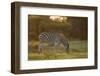 Burchell's Zebra (Equus quagga burchellii) adult, grazing at sunset, Chief's Island, Okavango Delta-Shem Compion-Framed Photographic Print