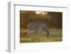 Burchell's Zebra (Equus quagga burchellii) adult, grazing at sunset, Chief's Island, Okavango Delta-Shem Compion-Framed Photographic Print