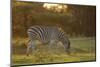 Burchell's Zebra (Equus quagga burchellii) adult, grazing at sunset, Chief's Island, Okavango Delta-Shem Compion-Mounted Photographic Print