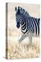 Burchell's Zebra (Equus Quagga Burchellii), Etosha National Park, Namibia-null-Stretched Canvas