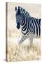 Burchell's Zebra (Equus Quagga Burchellii), Etosha National Park, Namibia-null-Stretched Canvas