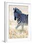 Burchell's Zebra (Equus Quagga Burchellii), Etosha National Park, Namibia-null-Framed Premium Photographic Print