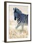 Burchell's Zebra (Equus Quagga Burchellii), Etosha National Park, Namibia-null-Framed Premium Photographic Print