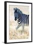 Burchell's Zebra (Equus Quagga Burchellii), Etosha National Park, Namibia-null-Framed Premium Photographic Print