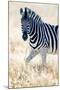 Burchell's Zebra (Equus Quagga Burchellii), Etosha National Park, Namibia-null-Mounted Premium Photographic Print