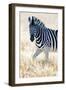 Burchell's Zebra (Equus Quagga Burchellii), Etosha National Park, Namibia-null-Framed Photographic Print