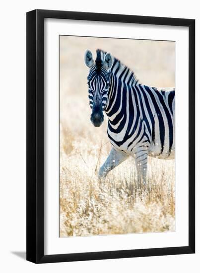 Burchell's Zebra (Equus Quagga Burchellii), Etosha National Park, Namibia-null-Framed Photographic Print