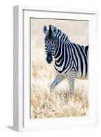 Burchell's Zebra (Equus Quagga Burchellii), Etosha National Park, Namibia-null-Framed Photographic Print