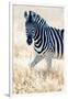 Burchell's Zebra (Equus Quagga Burchellii), Etosha National Park, Namibia-null-Framed Photographic Print