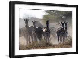 Burchell's zebra (Equus quagga burchellii) looking at the camera, Botswana, Africa-Sergio Pitamitz-Framed Photographic Print