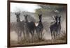 Burchell's zebra (Equus quagga burchellii) looking at the camera, Botswana, Africa-Sergio Pitamitz-Framed Photographic Print