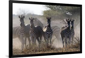 Burchell's zebra (Equus quagga burchellii) looking at the camera, Botswana, Africa-Sergio Pitamitz-Framed Photographic Print