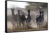 Burchell's zebra (Equus quagga burchellii) looking at the camera, Botswana, Africa-Sergio Pitamitz-Framed Stretched Canvas