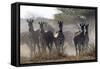 Burchell's zebra (Equus quagga burchellii) looking at the camera, Botswana, Africa-Sergio Pitamitz-Framed Stretched Canvas